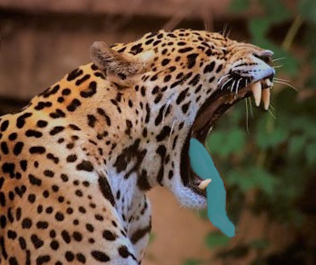 Jaguars Football Talk